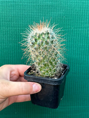 Mammillaria magnifica