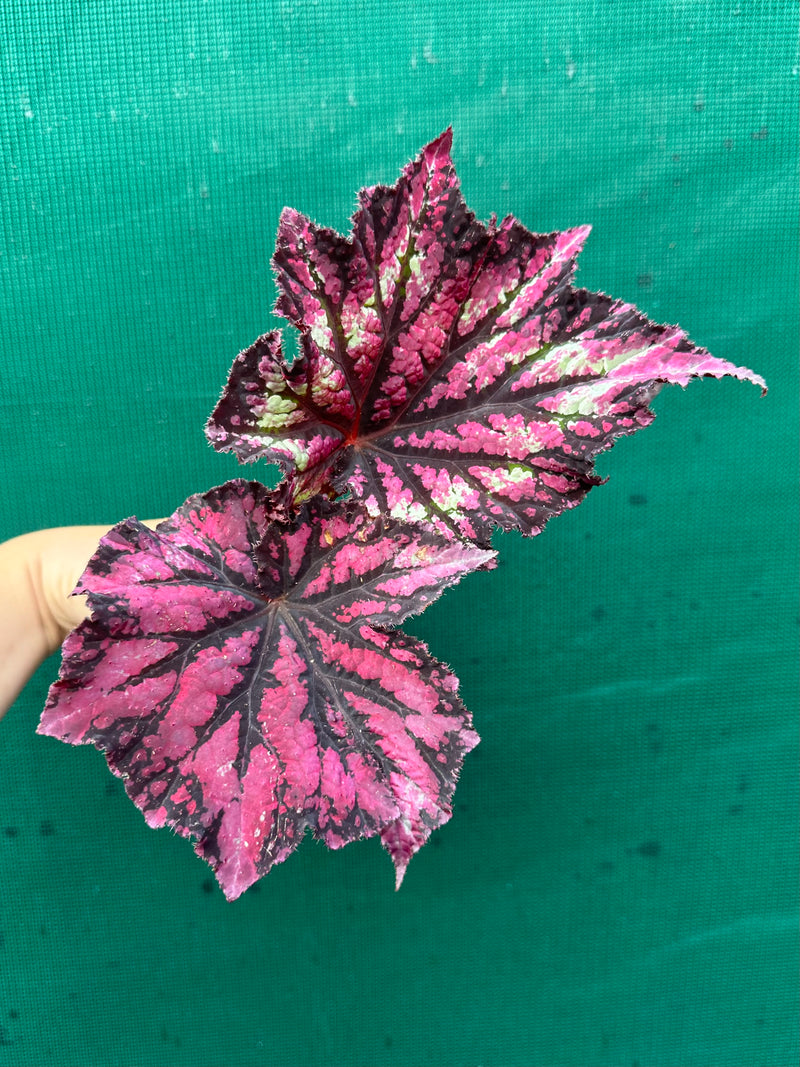 Begonia NOID 37