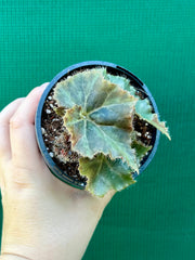 Begonia ‘Muddy Waters’ NEW