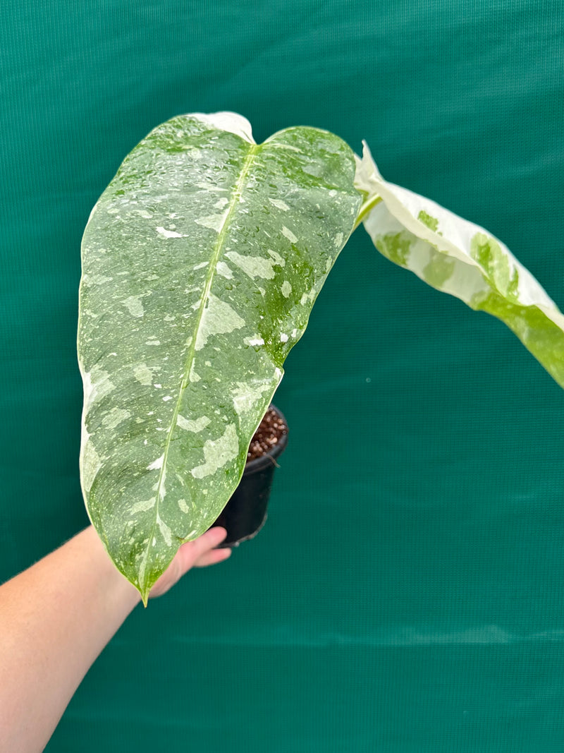 Philodendron ’Jose Buono’ (not tc)