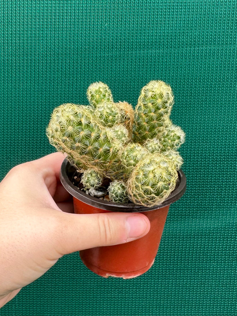 Mammillaria elongata