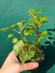 Begonia dregei NEW