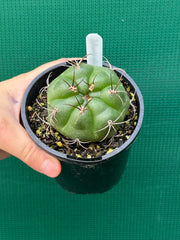 Gymnocalycium chiquitanum