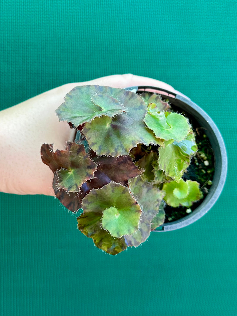 Begonia ‘Copper Crinkle’