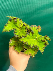 Begonia ‘Russet Queen’