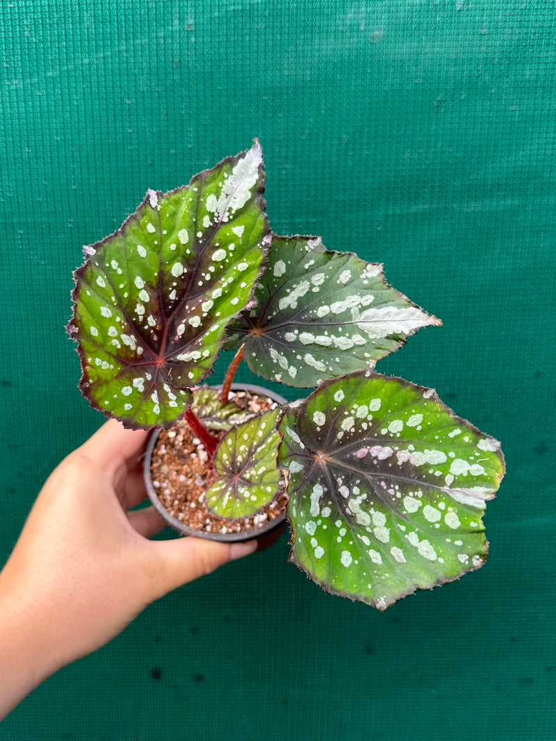 Begonia NOID 40 NEW