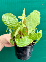 Begonia buttercup (yellow flowers)