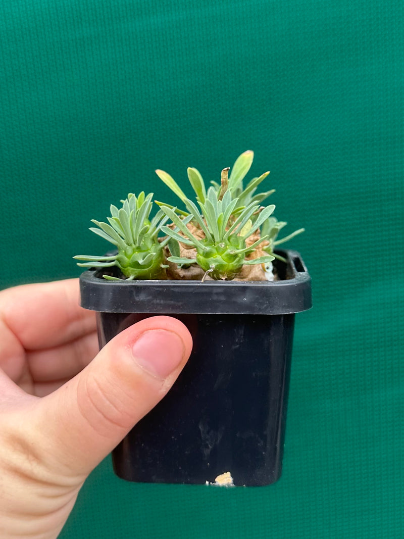 Euphorbia ‘Pineapple Head’ NEW