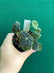 Begonia barsalouxiae