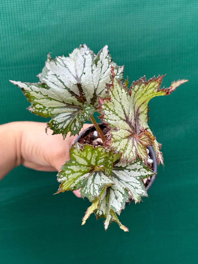 Begonia NOID 65 NEW