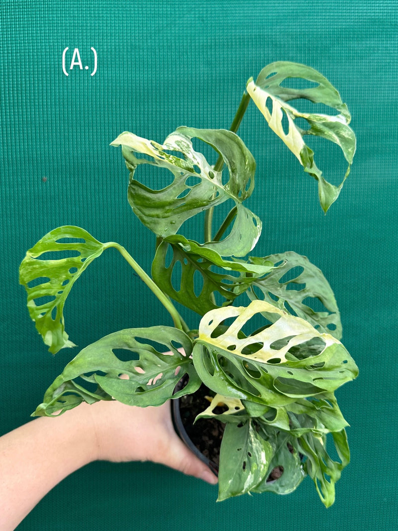 Monstera ‘Adansonii’ Variegated Albo NEW