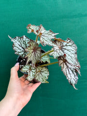 Begonia NOID 2 NEW