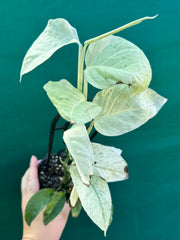 Monstera ‘Laniata Variegata Mint’