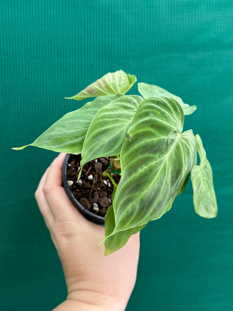 Philodendron Verrucosum