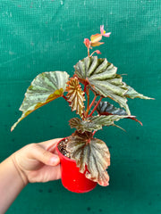 Begonia Irian Jaya NEW