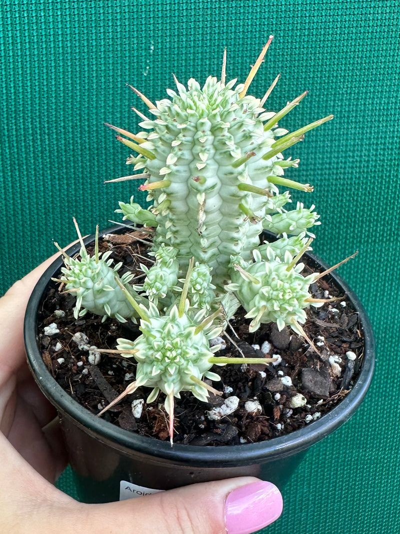 Euphorbia mammillaris variegata ‘Albino Corn Cob’