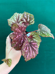 Begonia ‘Hot Pink Spotty’ NEW