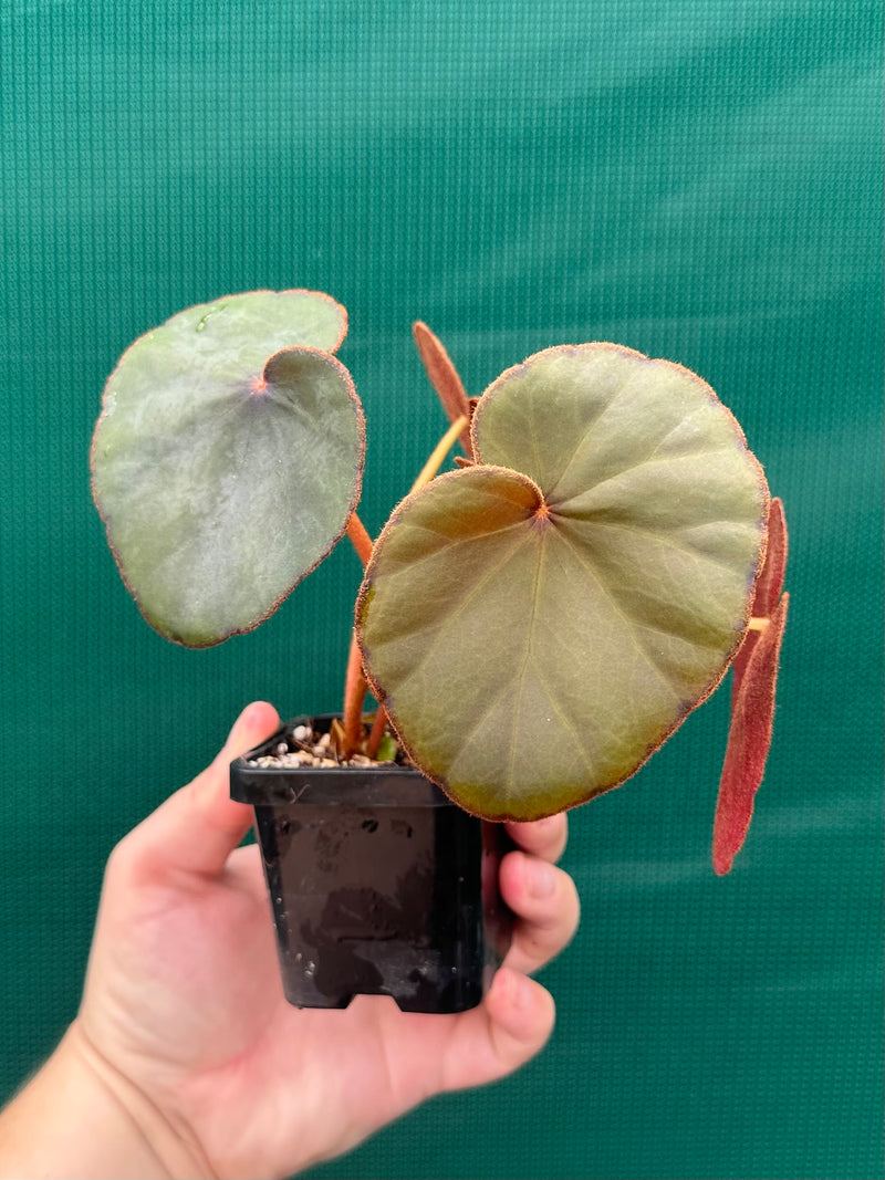 Begonia Lyman-Smithii NEW