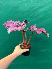 Begonia NOID 56 NEW