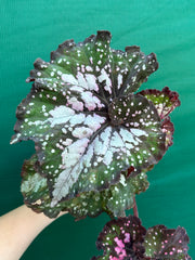 Begonia ‘Wild Fire’ NEW