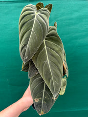 Philodendron Melanochrysum