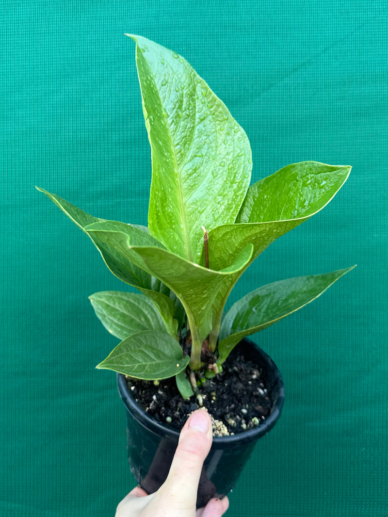 Anthurium Jenmanii