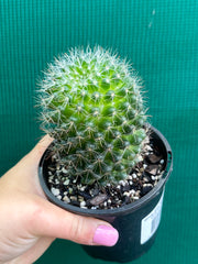 Mammillaria zeilmaniana