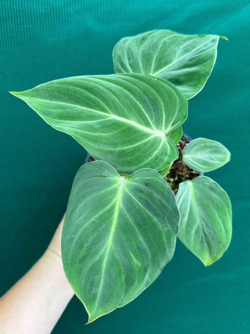 Philodendron ‘Gloriosum’