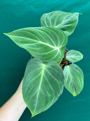 Philodendron ‘Gloriosum’