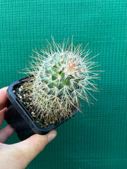 Mammillaria magnifica