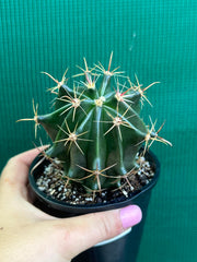 Ferocactus herrerae