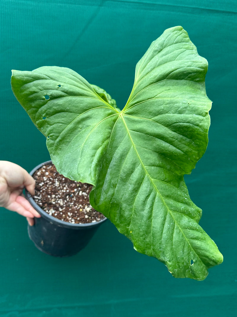 Anthurium ‘Balaoanum’ NEW