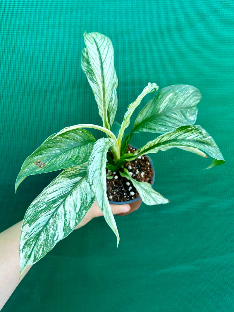 Spathiphyllum ‘Candle Light’