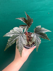 Begonia ‘Ritas Reward’