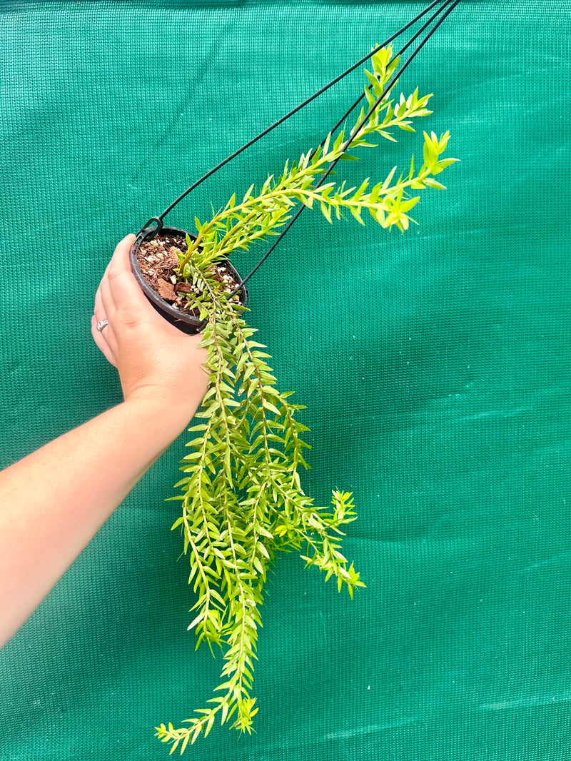 Phlegmariurus Phlegmarioides Fiji Layered Tassel Fern NEW