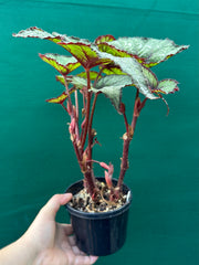 Begonia ‘Dark Whisper’