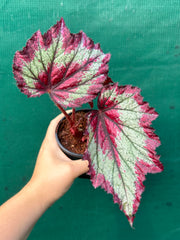 Begonia ‘Ring of Fire’