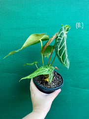 Anthurium Crystallinum x. Regale