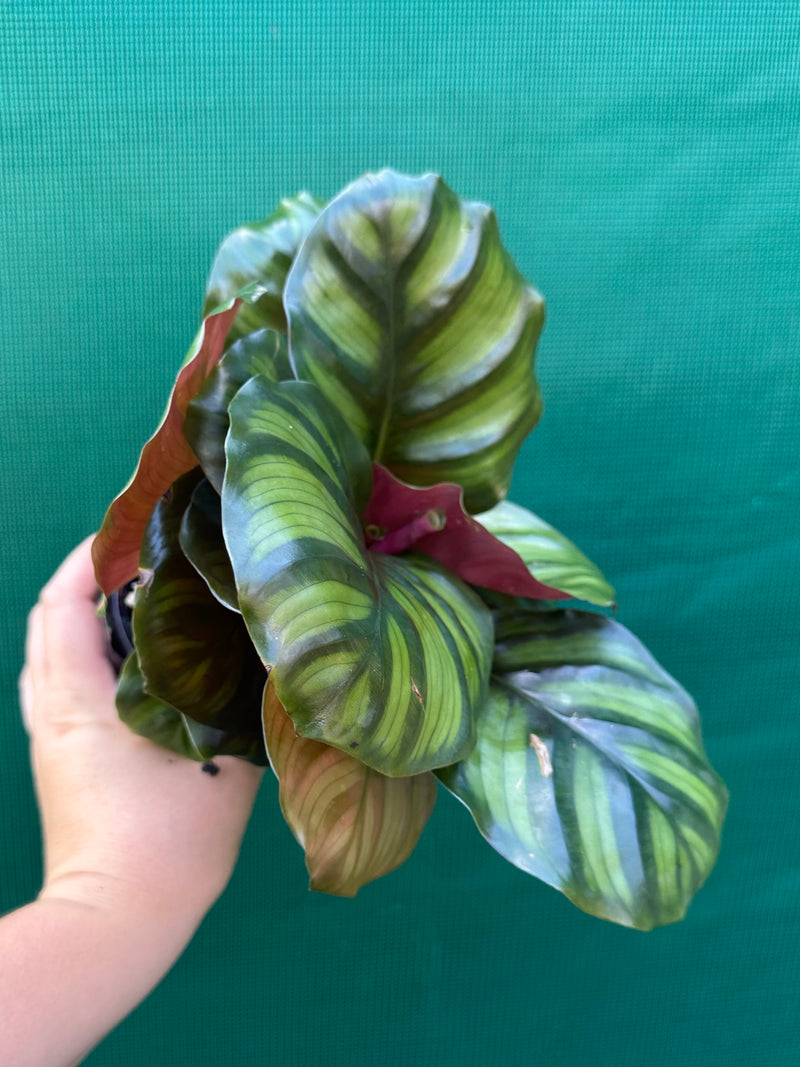 Calathea ‘Orbifolia’