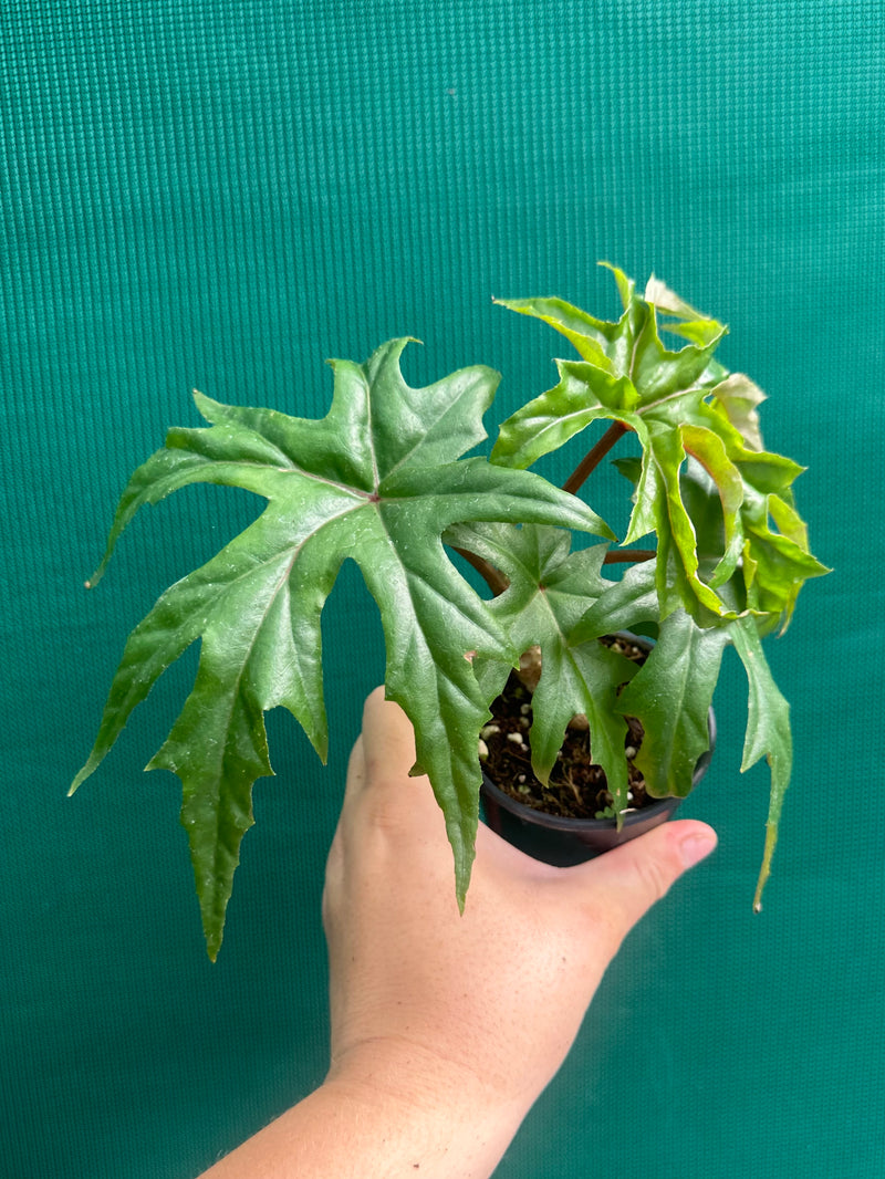 Begonia crassicaulis (species) NEW