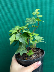 Hedera Ivy ‘Stardust’