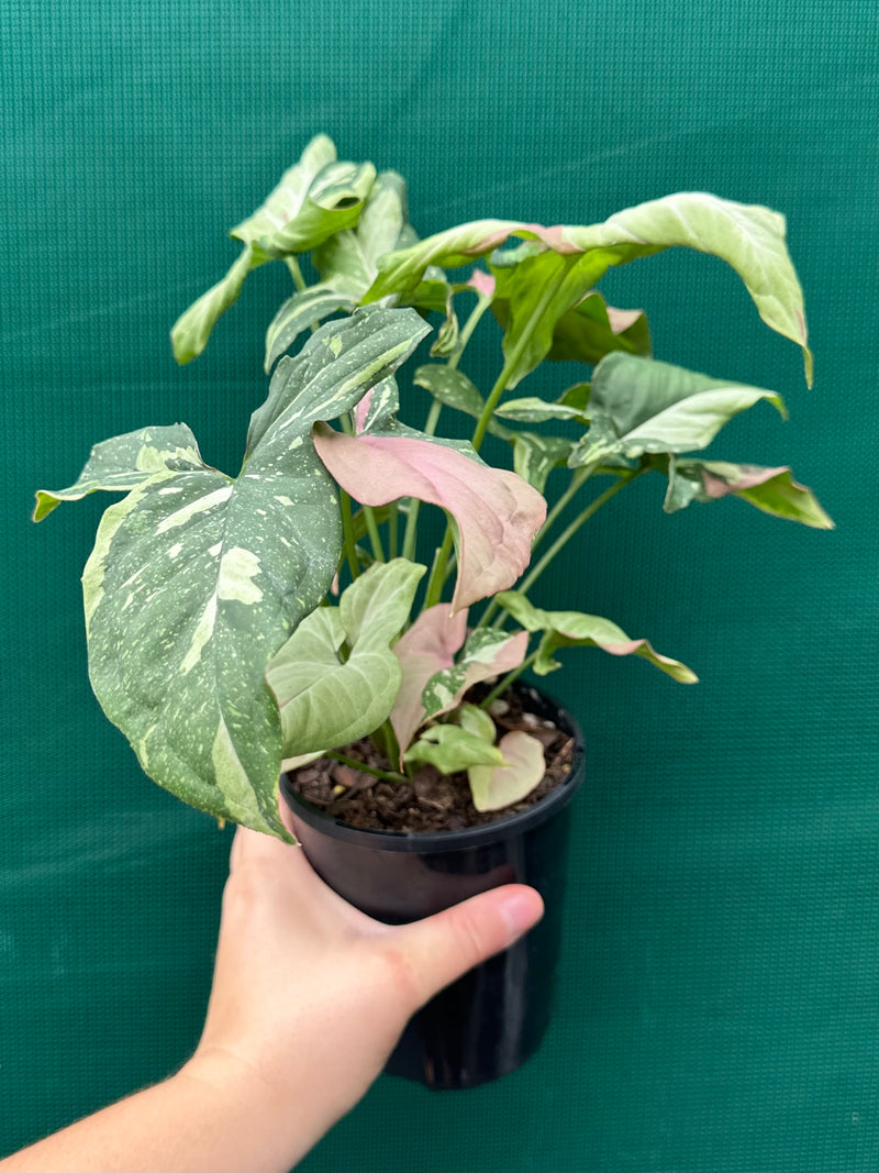 Syngonium ‘Red Spot Tri-Colour’