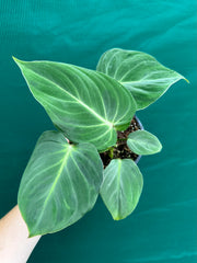 Philodendron ‘Gloriosum’