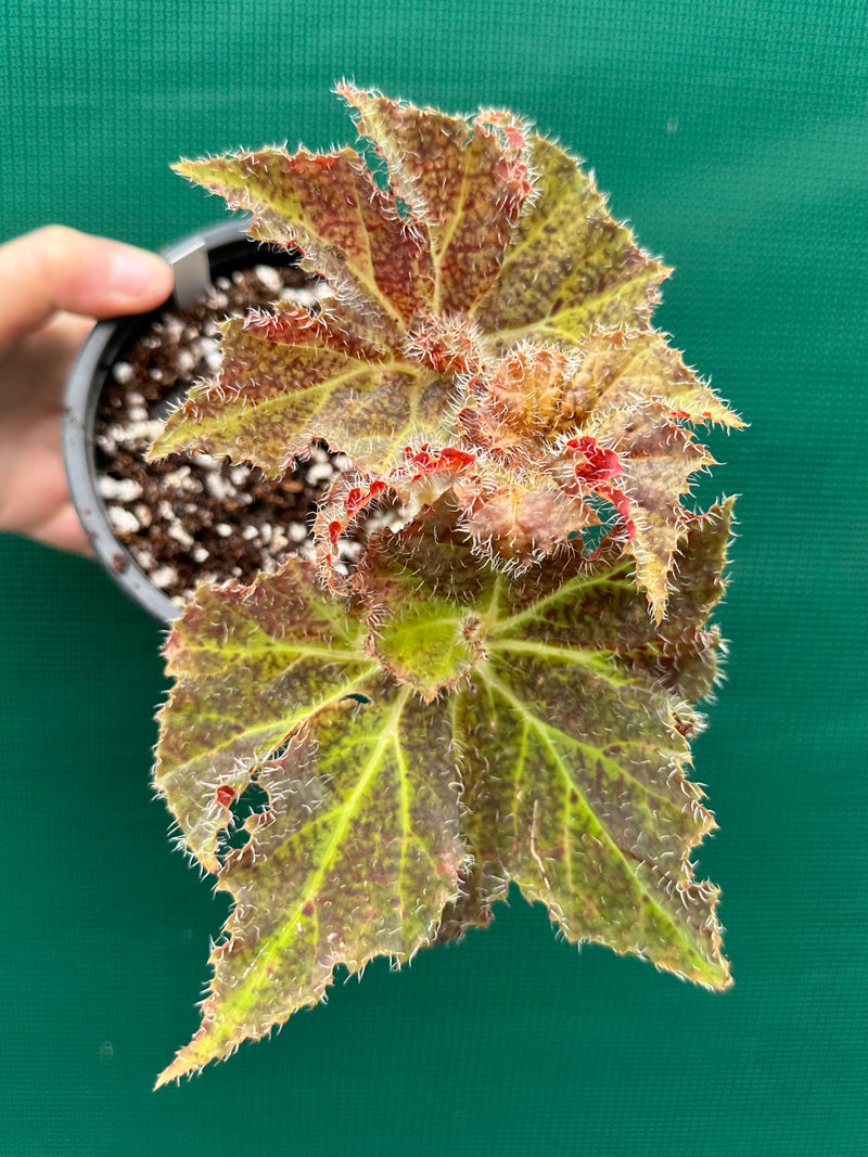 Begonia ‘Amber Lake’