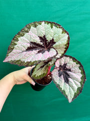 Begonia ‘Lively Ladd’