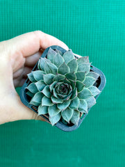 Sempervivum ‘Grey Lady’