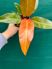 Philodendron ‘Sun Red’