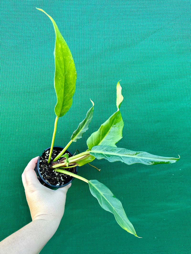 Philodendron ‘Heather May’