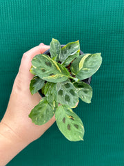 Variegated Maranta Leuconeura