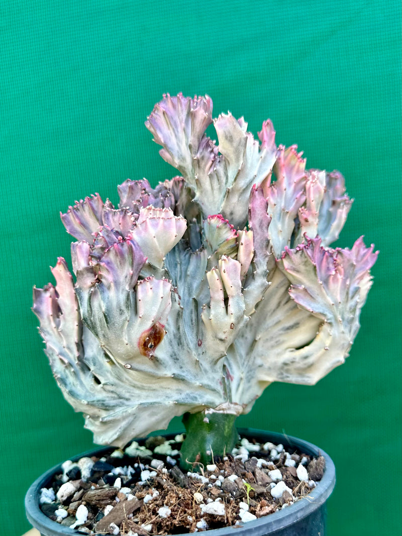 Euphorbia Lactea f. cristata Ruby Form (grafted)